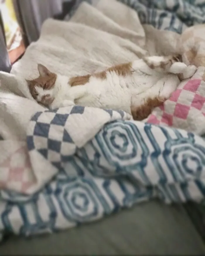 Mao Bao Living His Best Life.