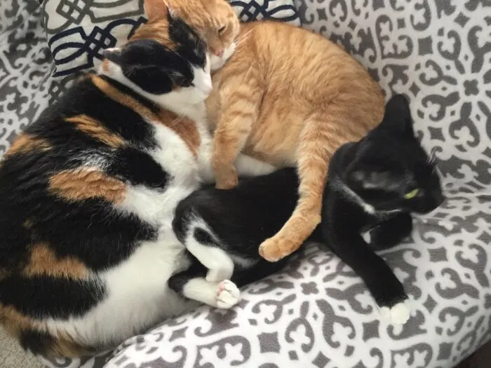 My Cats On A Saturday Afternoon.