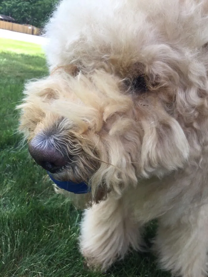 Golden Doodle