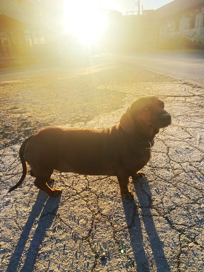 Sunny Doggo