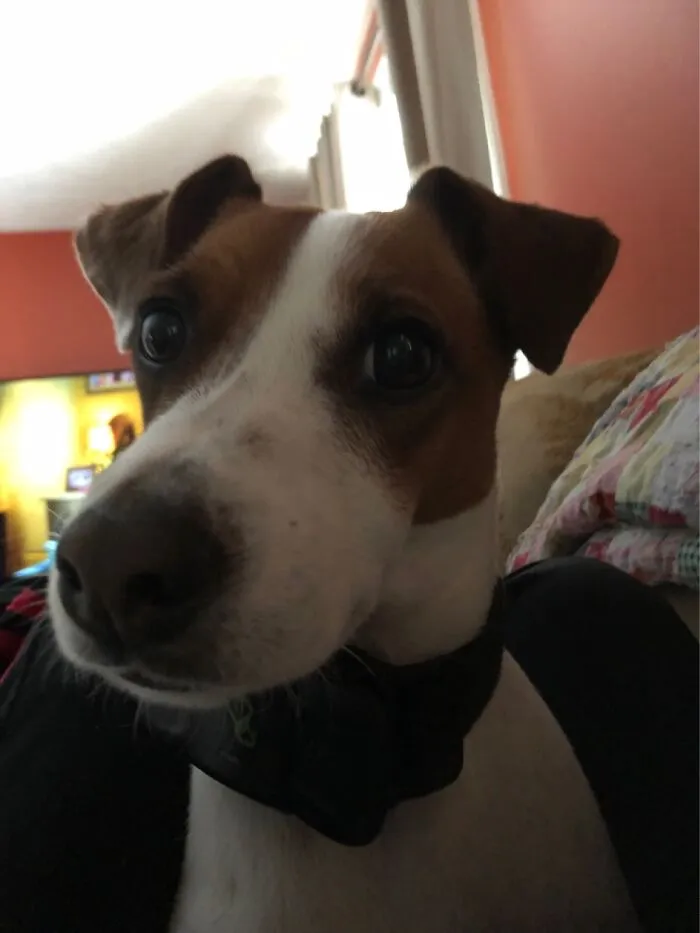 My Dog Tulsa