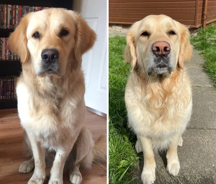 Years Of Boops Have Taken Their Toll On Oden's Nose