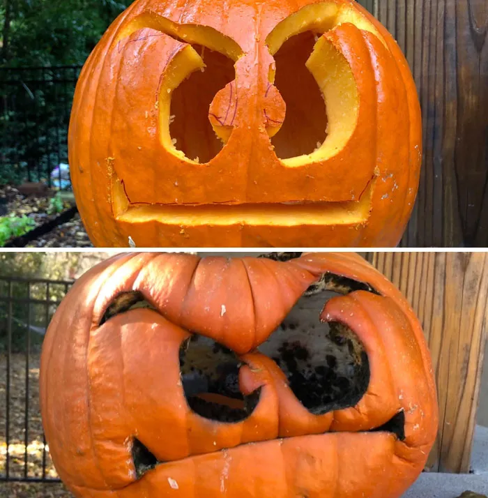My Rotting Goomba Pumpkin Looks More Like Goomba Now Than It Did When It Was Freshly Carved