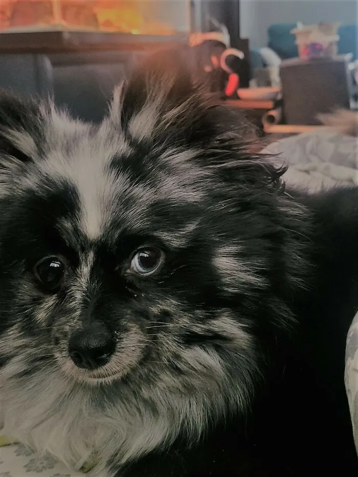 Izzy Iz A Cutie! Blue Merle Pom With Heterochromia