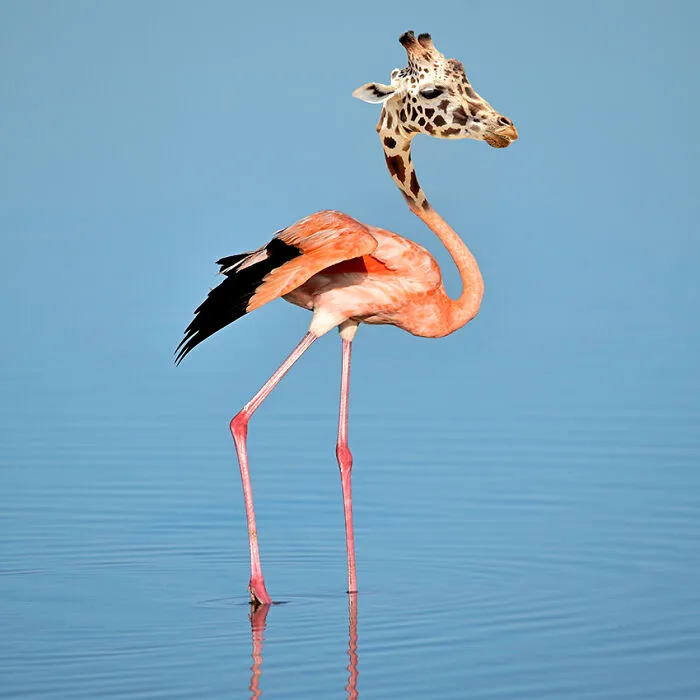 Girafflamingo!