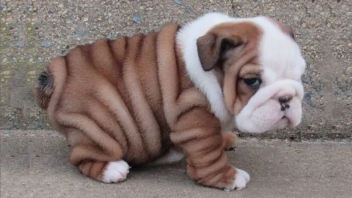 Look At This Floof