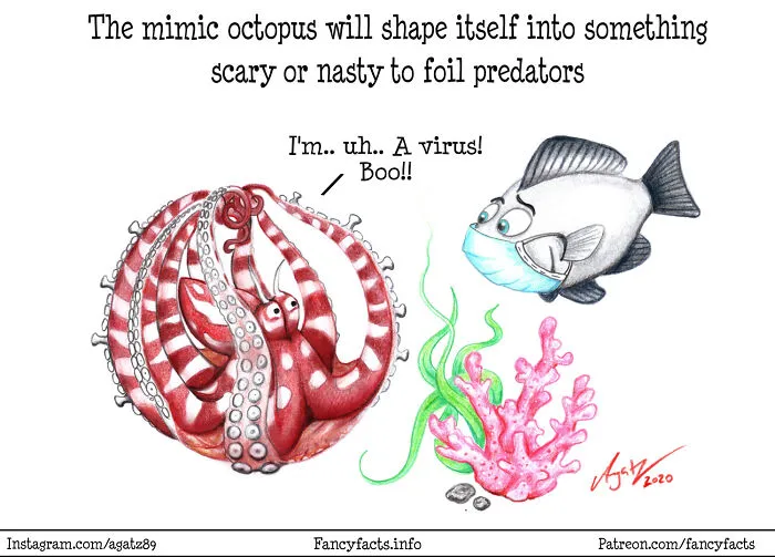 Mimic Octopus