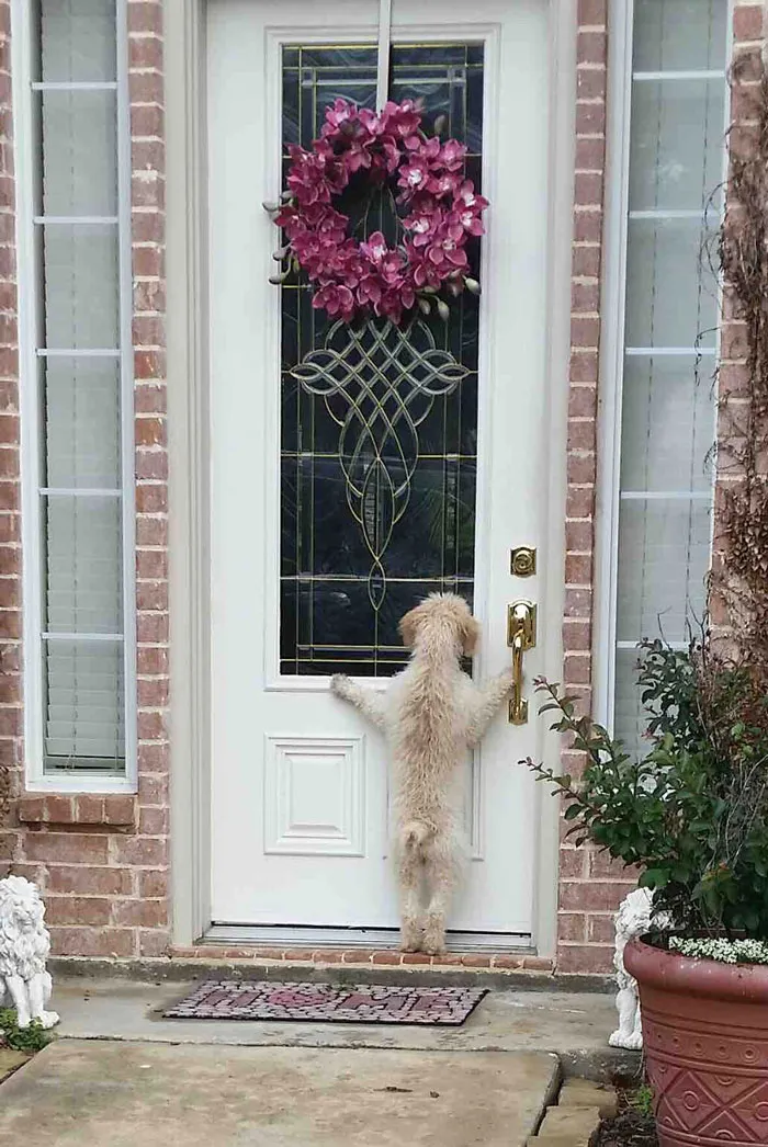 My Dog Ran Away, After Hours Of Looking I Came Home To This