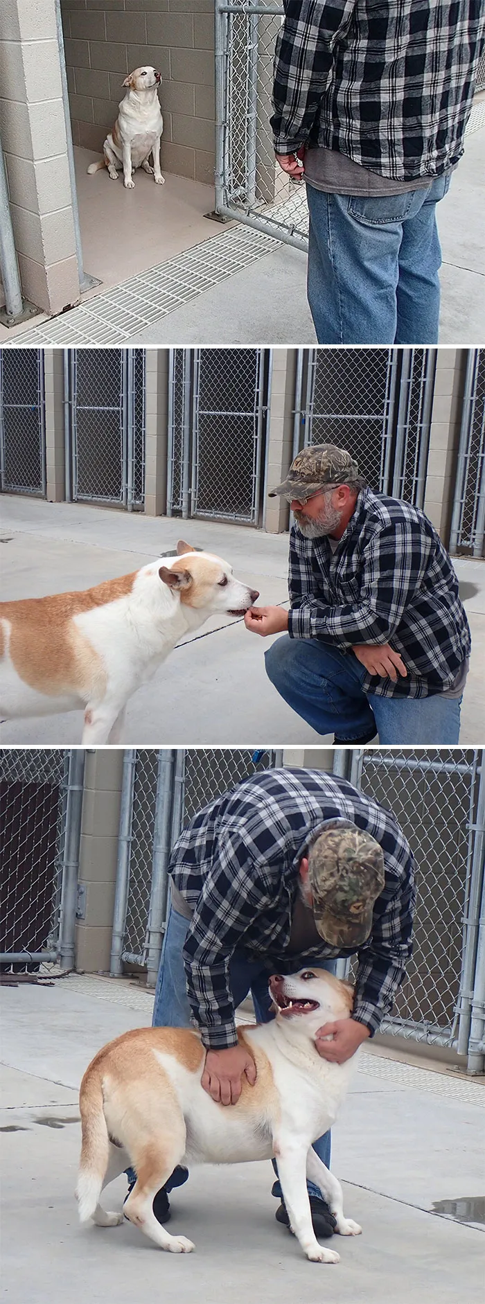 Dog Reunites With Its Owners After Three Years