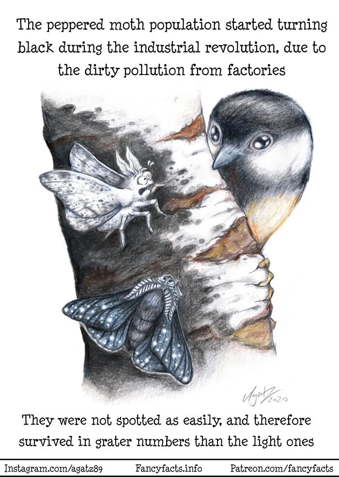 Evolutionary Moths