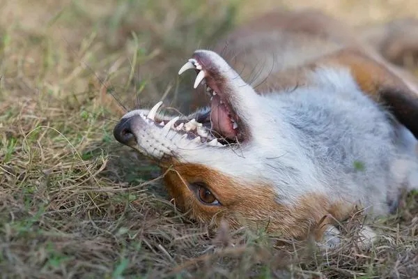 Hey Furries, Draw Your Fursona/Oc Upside Down!