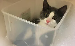 43 People Share How They Accidentally Conditioned Their Pets To Learn Unusual Skills Or Habits