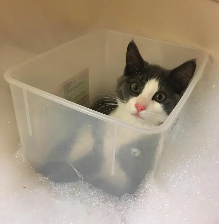 Pets-Condition-Owners-Do-Funny-Things
