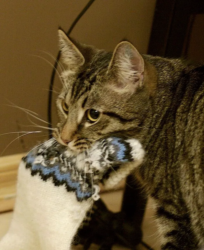 43 People Share How They Accidentally Conditioned Their Pets To Learn Unusual Skills Or Habits