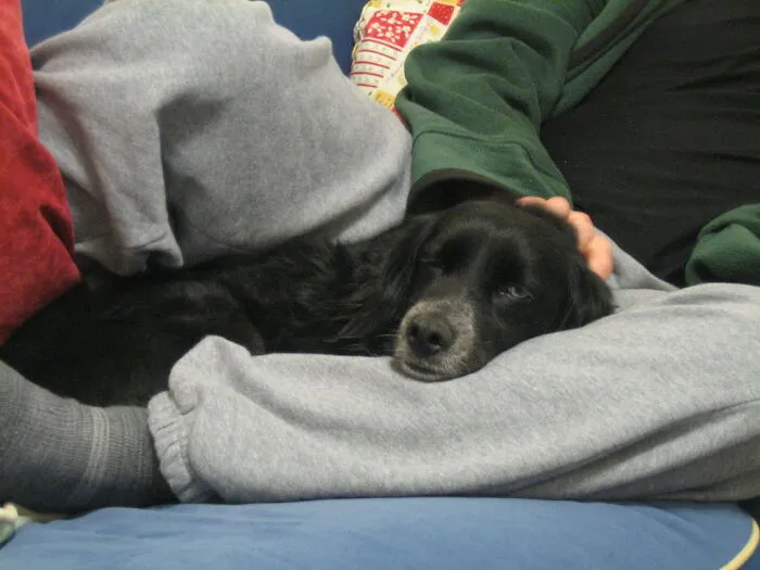 43 People Share How They Accidentally Conditioned Their Pets To Learn Unusual Skills Or Habits