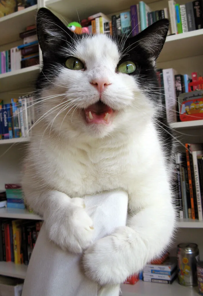 43 People Share How They Accidentally Conditioned Their Pets To Learn Unusual Skills Or Habits