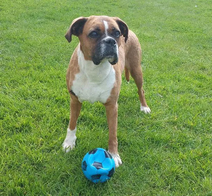 43 People Share How They Accidentally Conditioned Their Pets To Learn Unusual Skills Or Habits