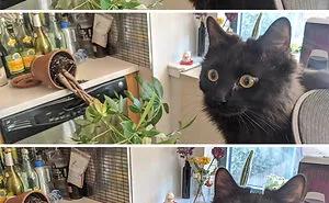 50 Animals Who Decided To Destroy Something Just Because They Can And Got Caught Red-Handed