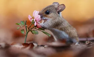 Award-Winning Photographer's Work Shows What Happens In Nature When The Animals Are Alone And At Peace (30 New Pics)