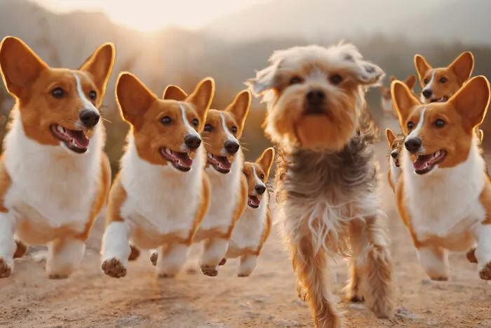 A Very Popular Doggo