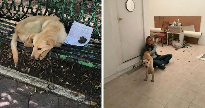 Child Leaves His Puppy On A Park Bench With A Heartbreaking Note Because His Parents Abused The Dog