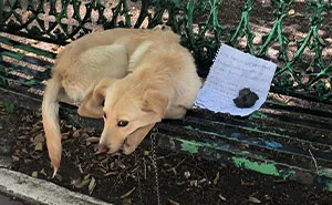 Child Leaves His Puppy On A Park Bench With A Heartbreaking Note Because His Parents Abused The Dog