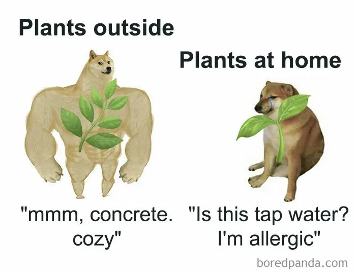 50 Hilarious Memes Most People Will Relate To