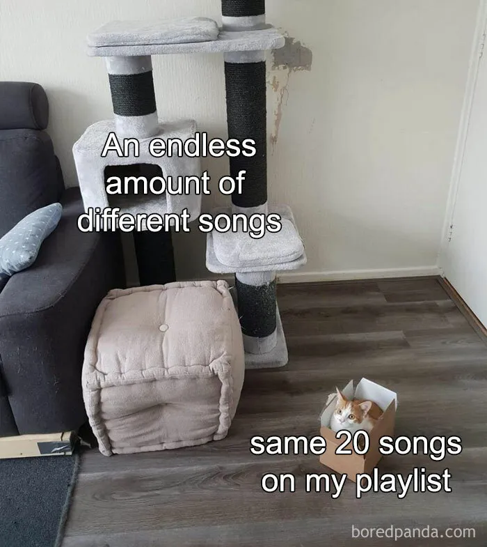 Cat in a box meme humorously highlights relatable music playlist habits with endless song options vs. the same favorites.