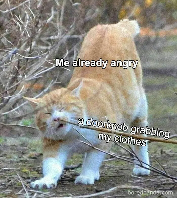Orange cat caught on a branch, humorous meme with relatable text overlay.