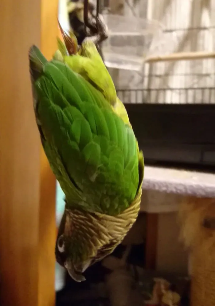 Bird Or Bat?