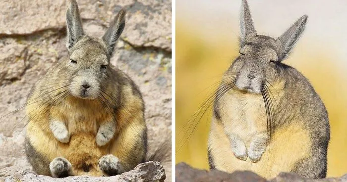 This Very Un-Entertained And Sleepy Creature From South America Is Everyone’s New Spirit Animal