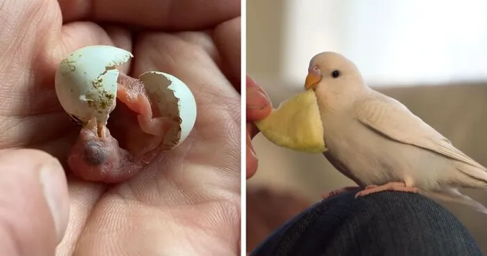 Man Finds An Abandoned Parrot Egg And Hatches It Into An Adorable Budgie