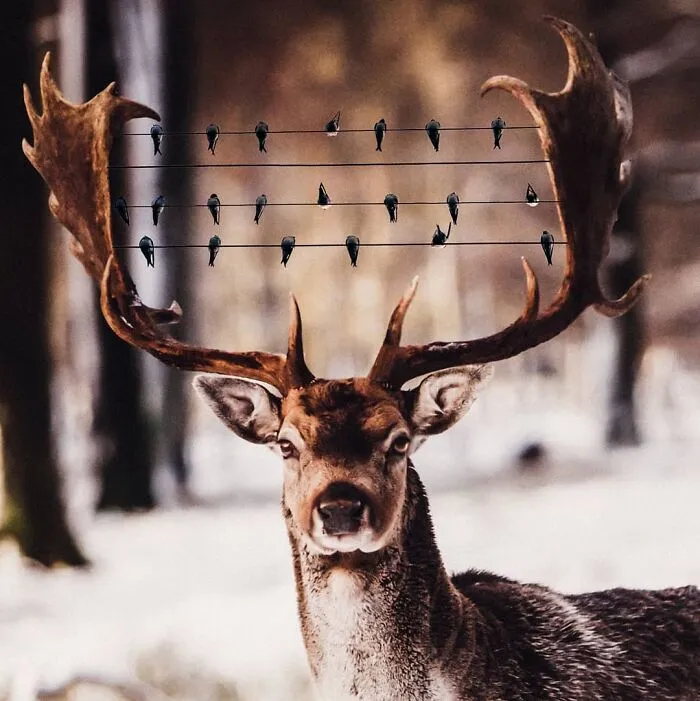 131 Surreal Photo Manipulations That Challenge Logic By Hansruedi Ramsauer