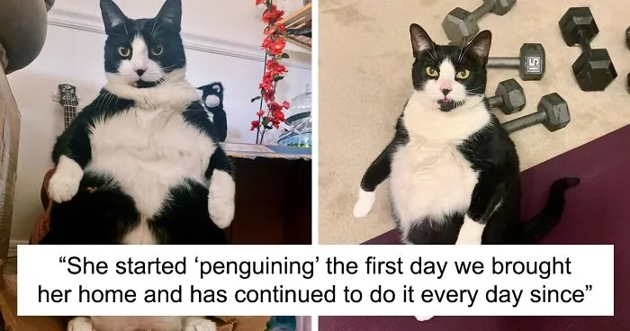 This Chonky Cat Is Going Viral For Standing Like A Penguin