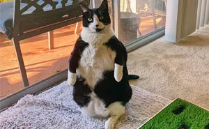 This Chonky Cat Is Going Viral For Standing Like A Penguin