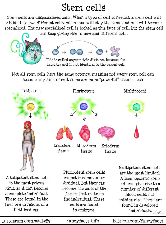Stem Cells