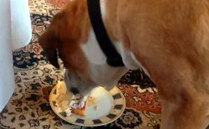 People Are Sharing The “Most Creepily Intelligent” Things Their Pets Have Done, And Here Are 41 Of The Best Responses