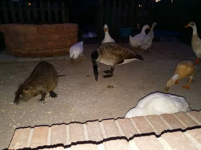 Mi perro no dejaba de ladrar así que encendí la luz del porche
