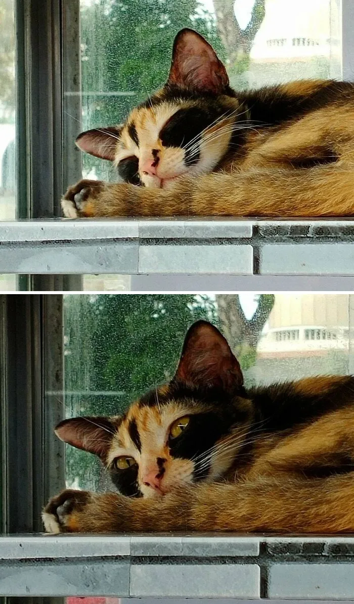 This Cat Has Black Circles Around This Eyes