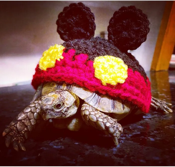 Ollivander The Greek Tortoise Wearing A Mickey Mouse Sweater