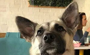 People Are Sharing Before And After Adoption Photos Of Their Dogs That Prove How Life-Changing Rescue Is (New Pics)