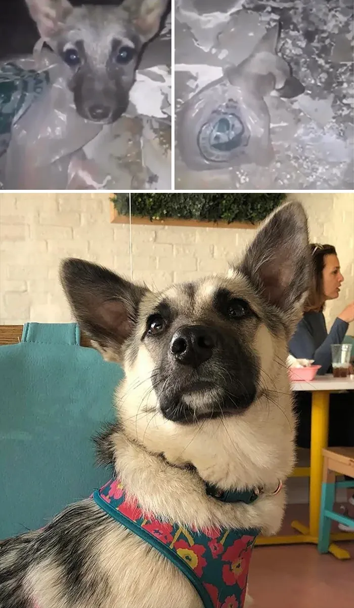 Found In Plastic Bag And Now She Found Away To Our Home And Heart