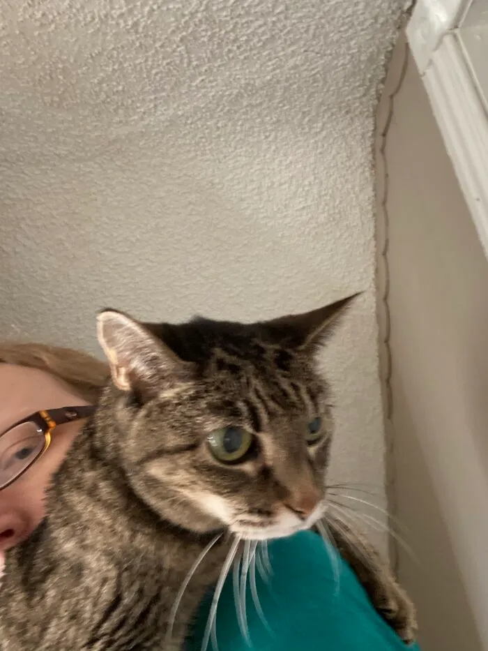 My Cat Gracie;rest In Peace!you Are The Goodest Girl.