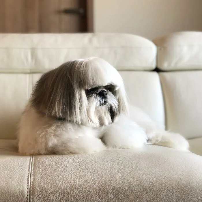 Small dog with a stylish haircut, resembling a pop star, lounging on a white leather couch indoors.