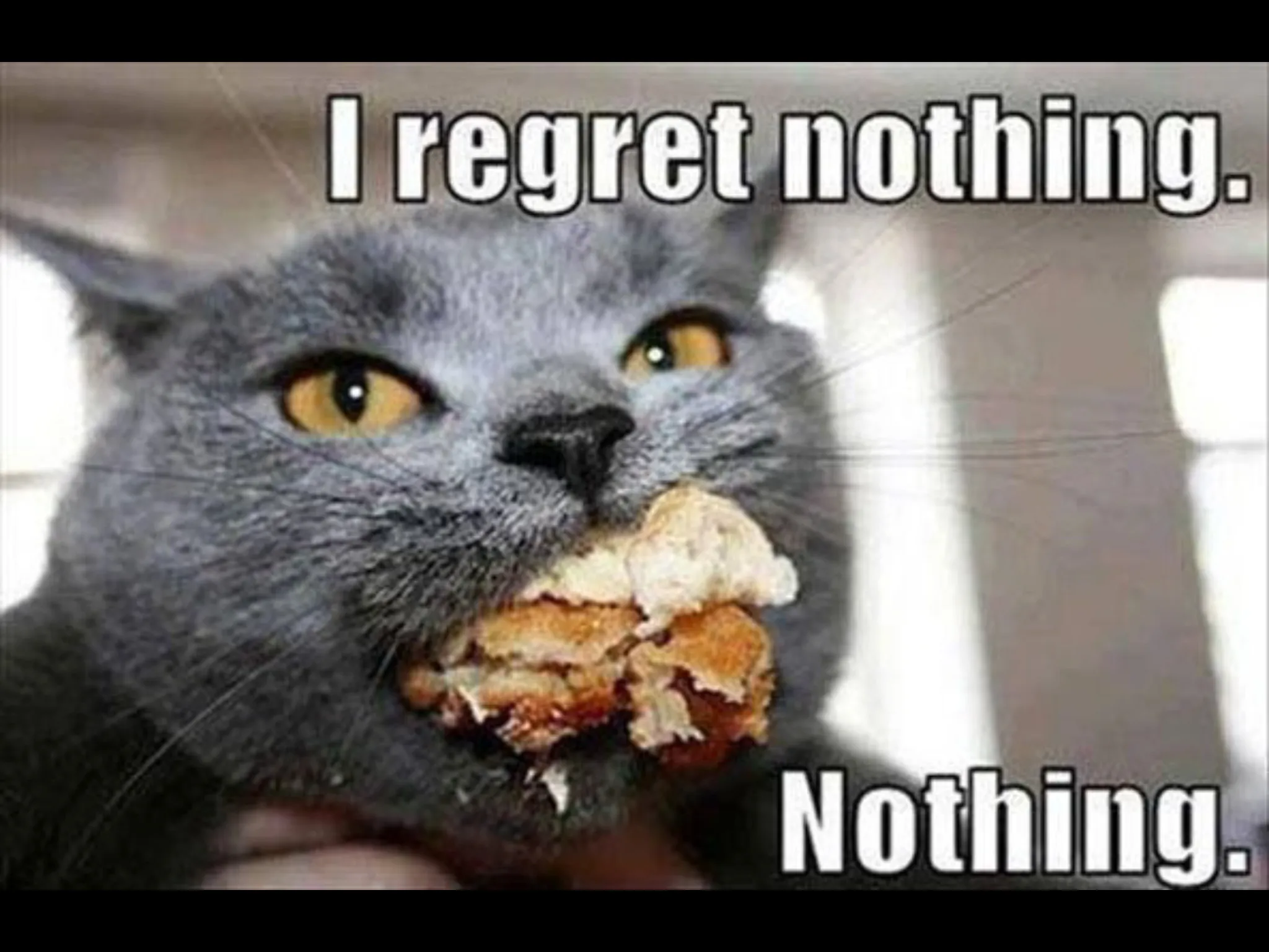 Some Of The Best Cat Memes