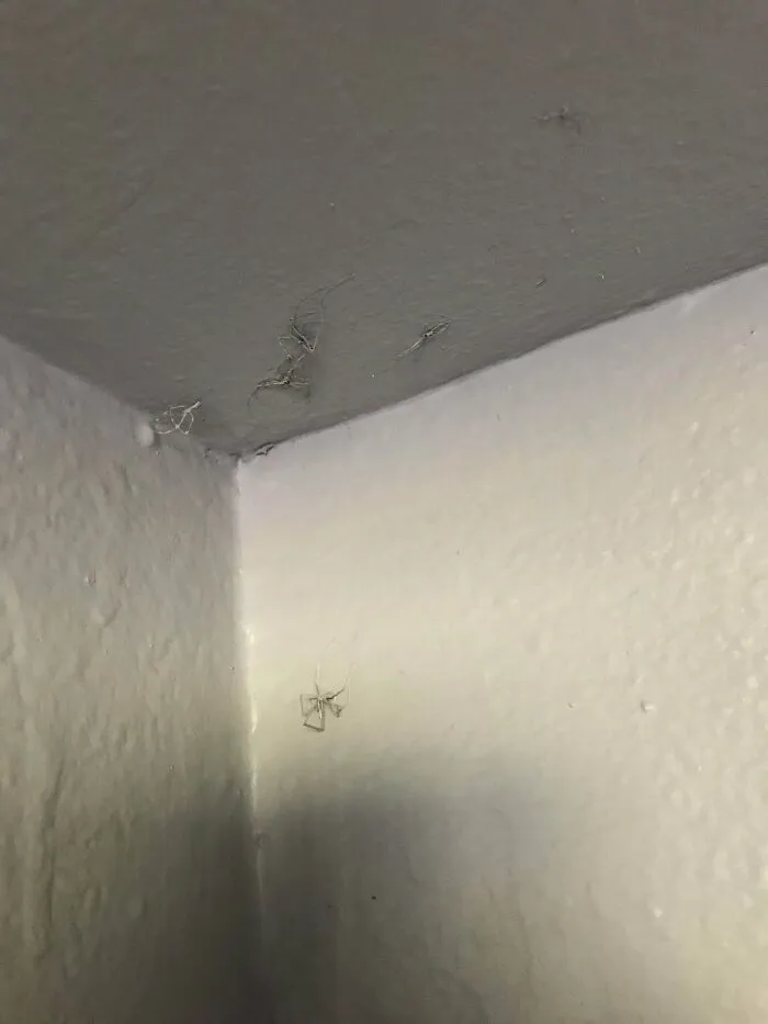 How My Landlord Handled A Nest Of Spiders In The Closet Of The Apartment I Used To Rent