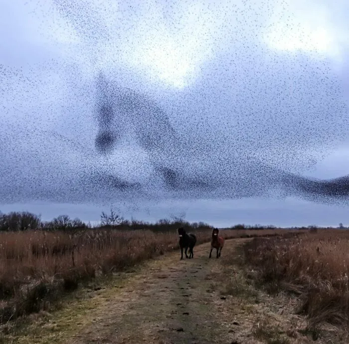 Flock Of Sparrows Portaying A Horse While Horses Gallop In The Background