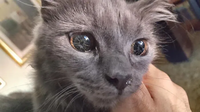 My Cat Has A Genetic Mutation That Makes Her Eyes Weird, Her Sight Is Perfect