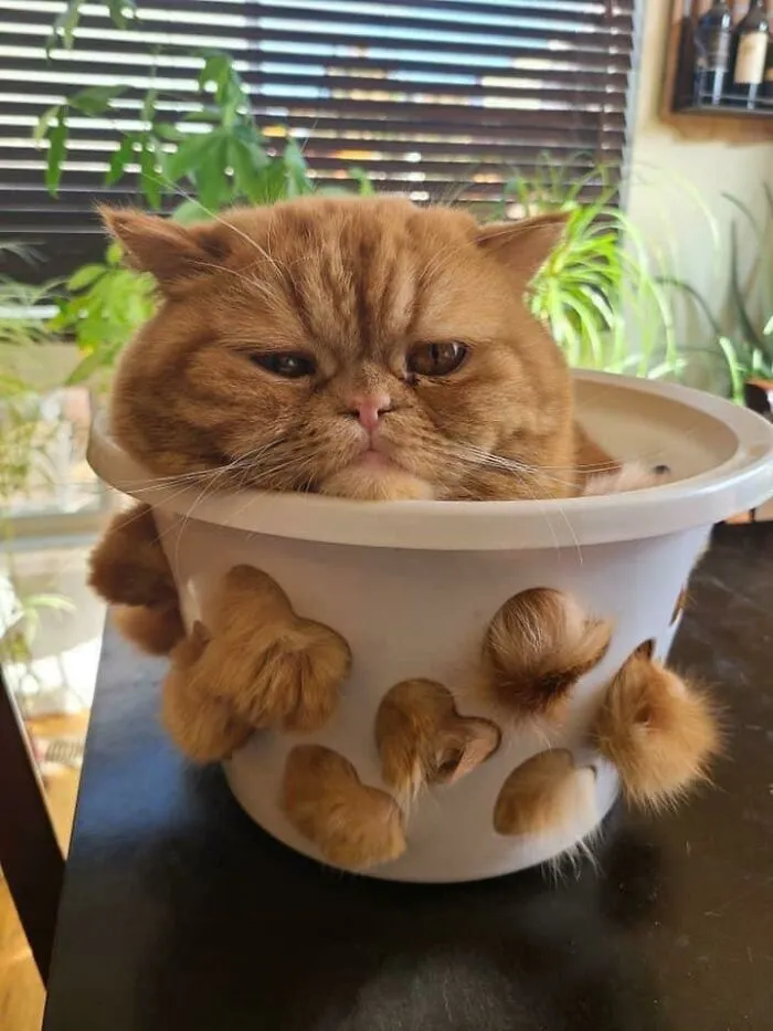 I Think It’s Time To Repot The Cat