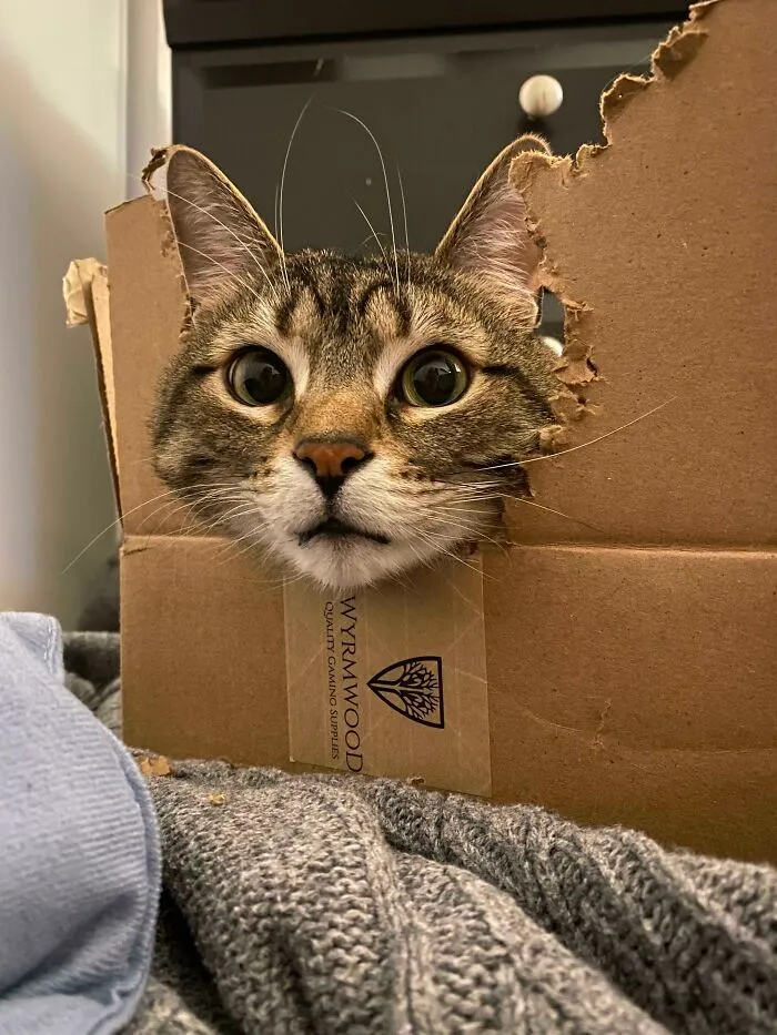 Mi gato ha mordido estratégicamente un agujero para su cabeza en su caja de cartón favorita